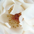 Bela - Grandiflora - floribunda vrtnice - White Queen Elizabeth